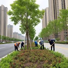 2026美加墨世界杯官网 张家界中国绿化树苗批发市场